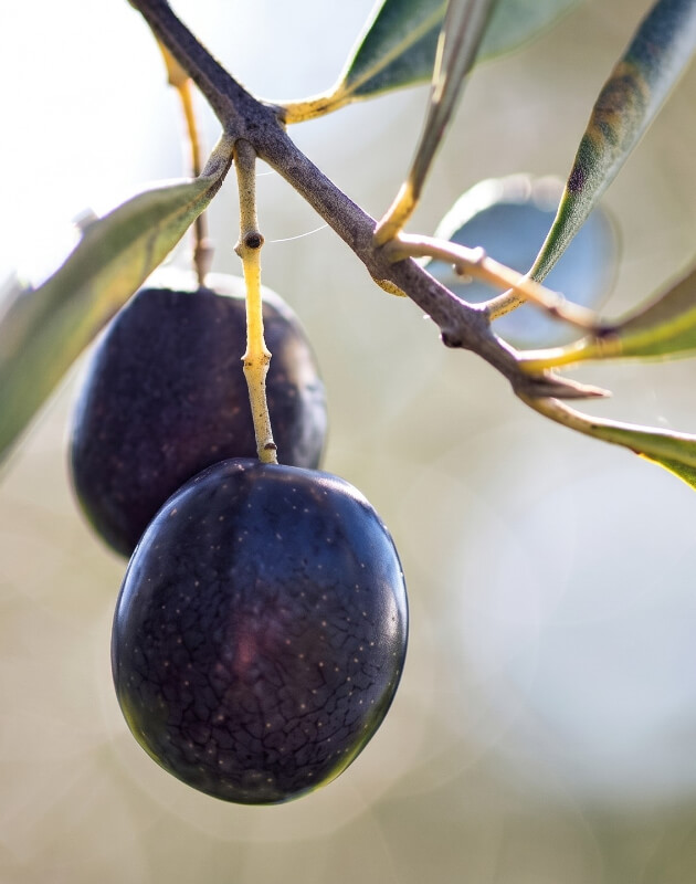 Due olive nere mature appese a un ramo di ulivo, fotografate in primo piano con sfondo sfocato.