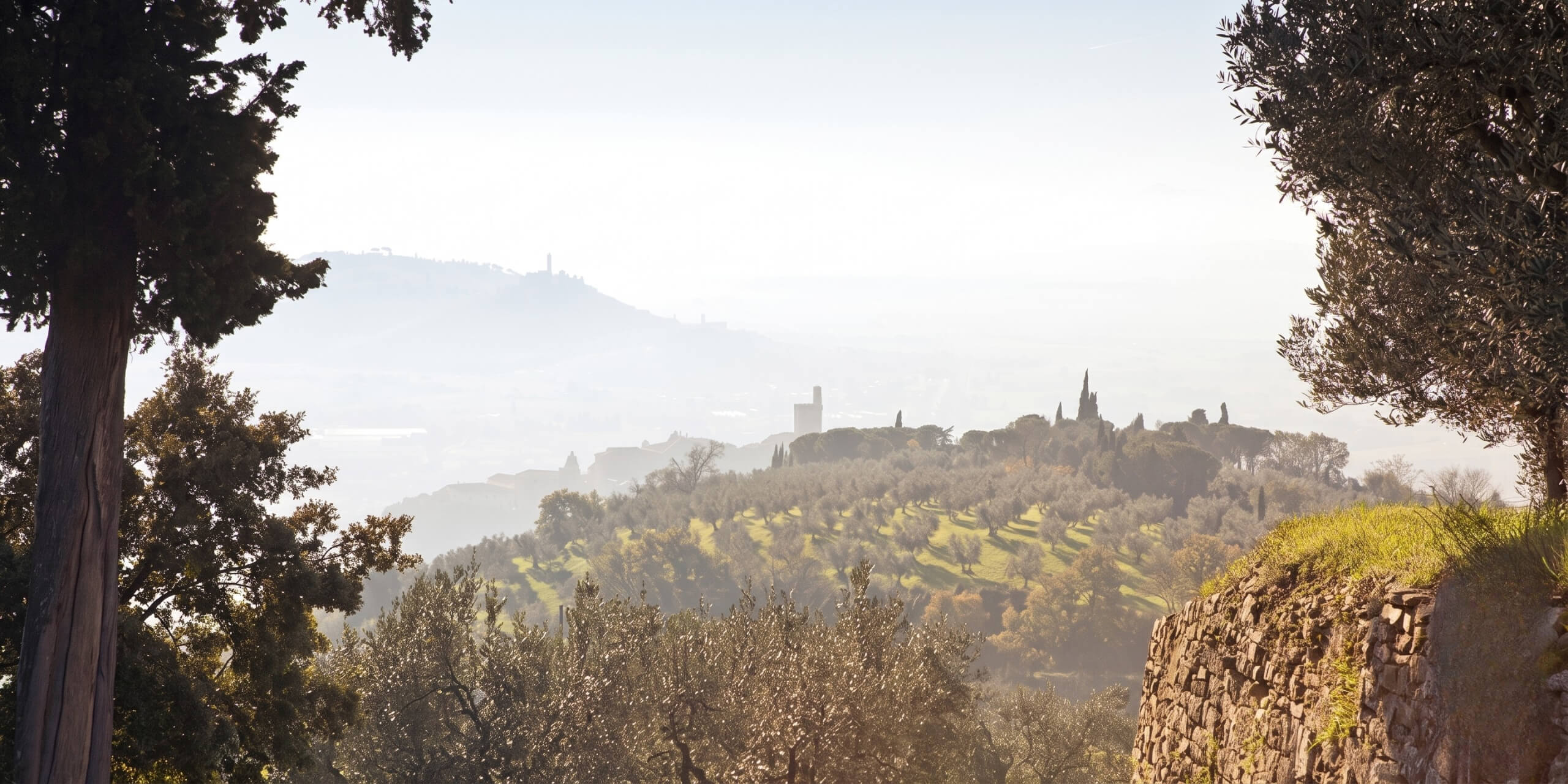 Hilly panorama of the Tuscan countryside wrapped in morning mist, with terraced olive groves and a medieval tower in the background.