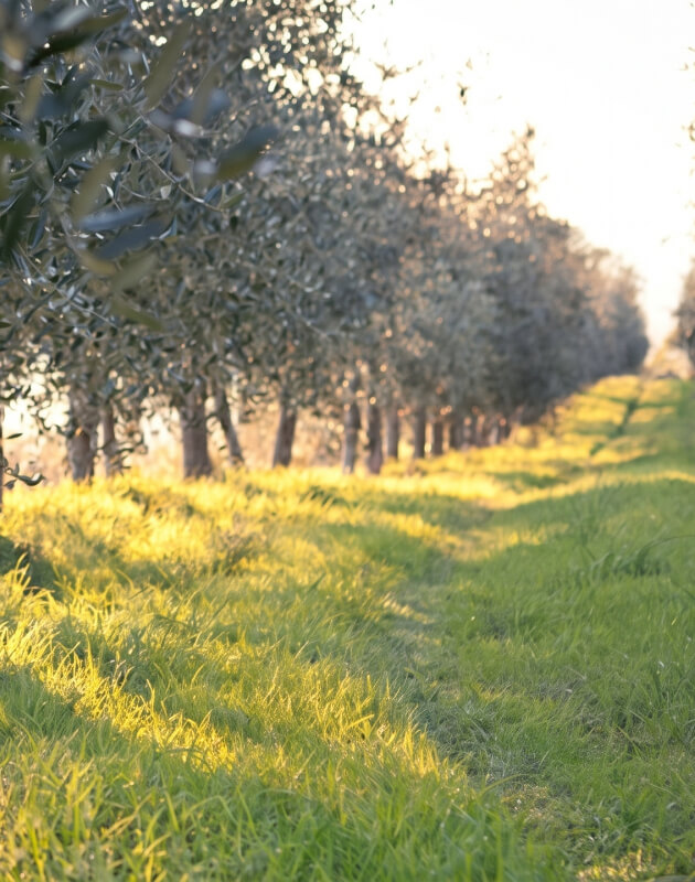 A row of olive trees in perspective illuminated by the golden light of the setting sun, with a green-golden grassy avenue extending between the trees towards the horizon.