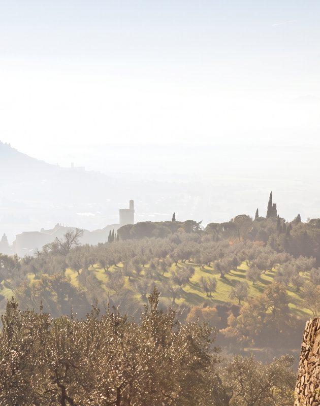 Panorama collinare della campagna toscana avvolto nella nebbia mattutina, con uliveti terrazzati e una torre medievale sullo sfondo.