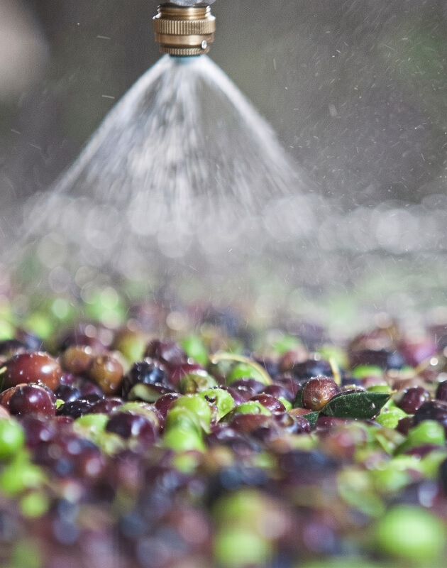 Freshly harvested olives, green and purple in colour, being washed with a water spray jet during the processing stage for the production of extra virgin olive oil.